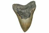 Fossil Megalodon Tooth - North Carolina #351728-1